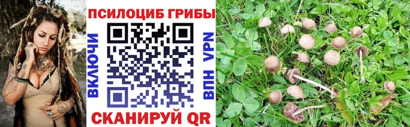 Псилоцибиновые грибы Psilocybine cubensis  Купить где  Санкт-Петербург 